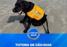 Caso de cão-guia em treinamento na Praia da Baleia gera revolta e reacende debate sobre acessibilidade
